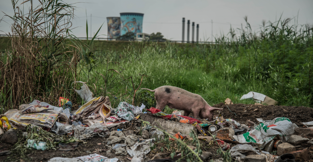 Soweto with pigs2 1024x531 1